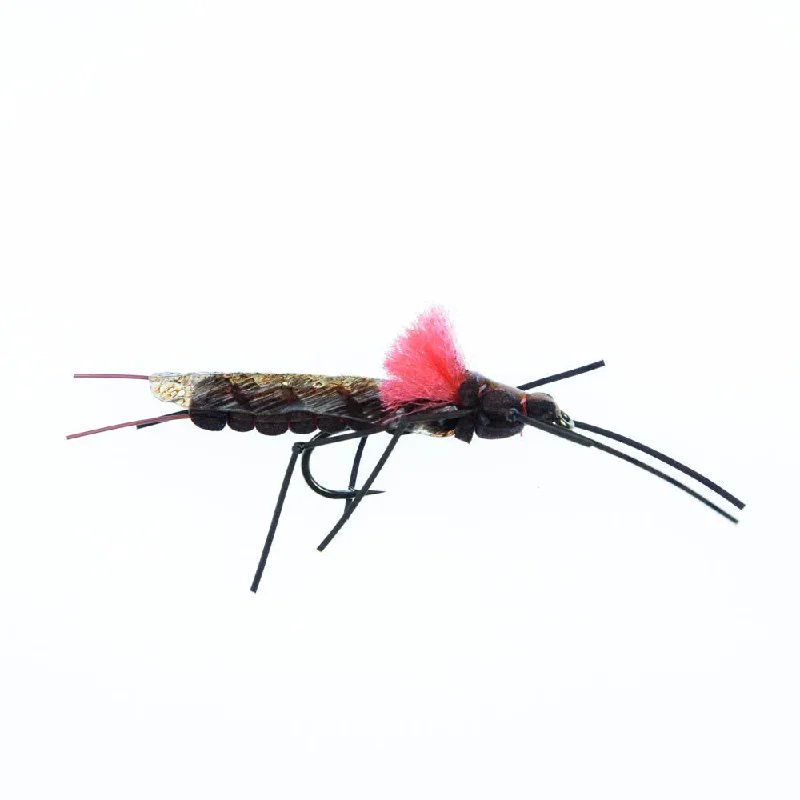 Salmonfly