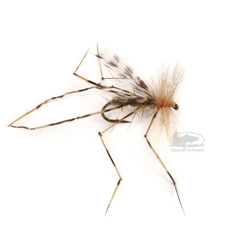 Crane Fly